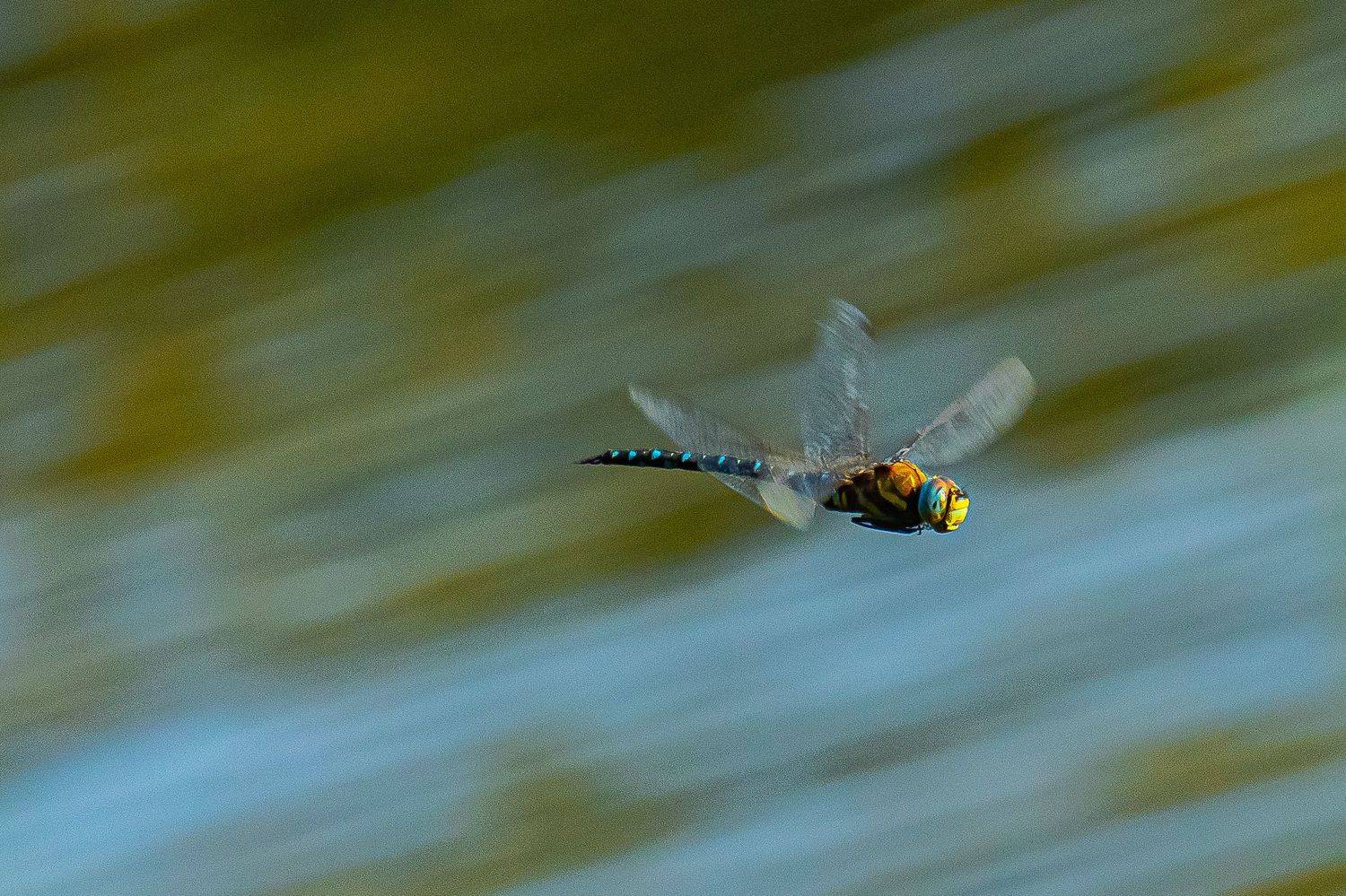 стрекоза, дозорщик, Николай Бологов