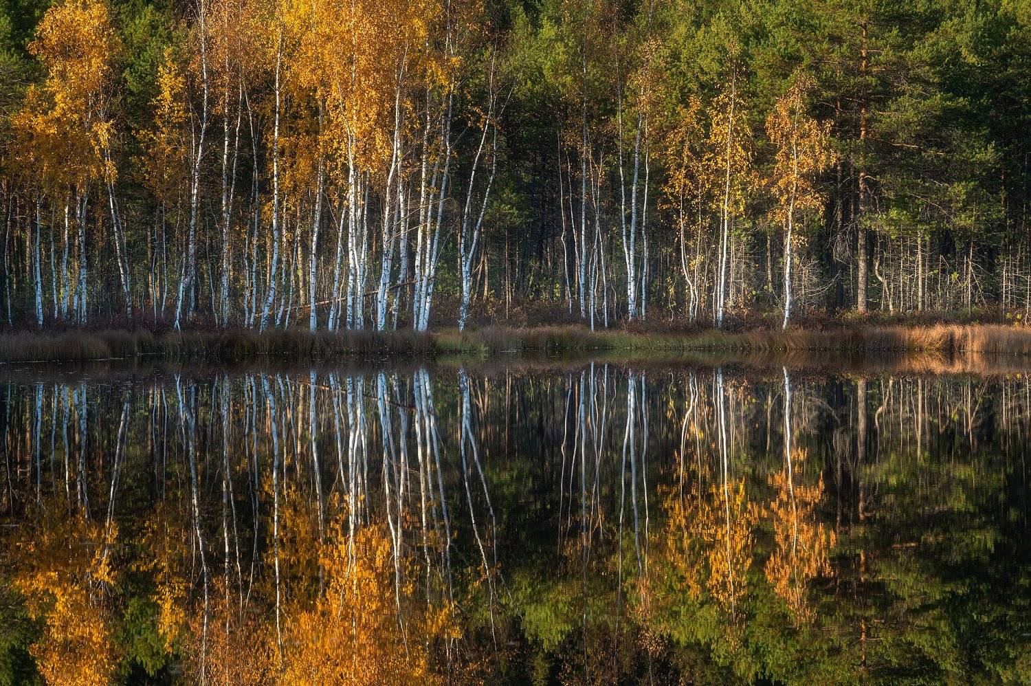 пермский край, осень, россия, урал, береза, вечер, закат, пейзаж, озеро, шабуничи, Кузнецов Кирилл