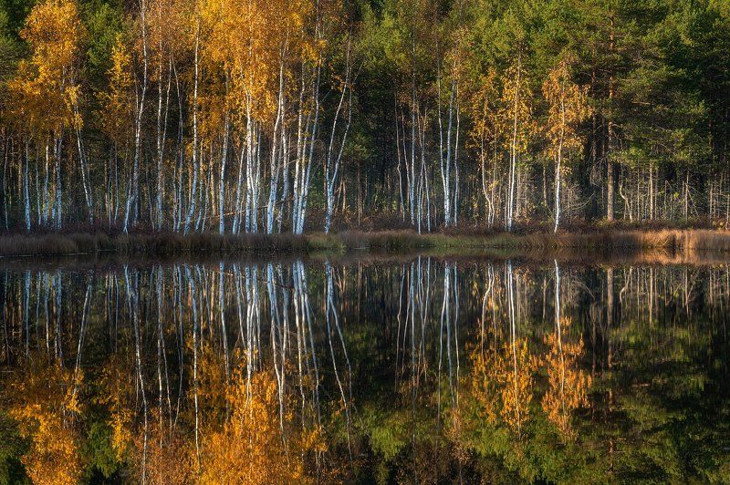 пермский край, осень, россия, урал, береза, вечер, закат, пейзаж, озеро, шабуничи Осенний этюд 3 фото превью