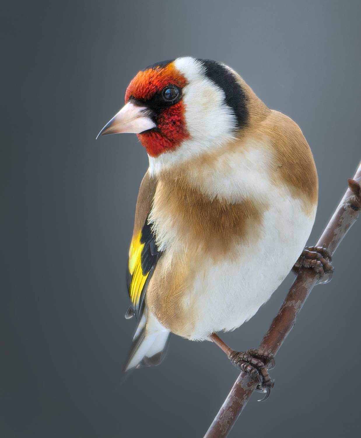 , Никон Александр