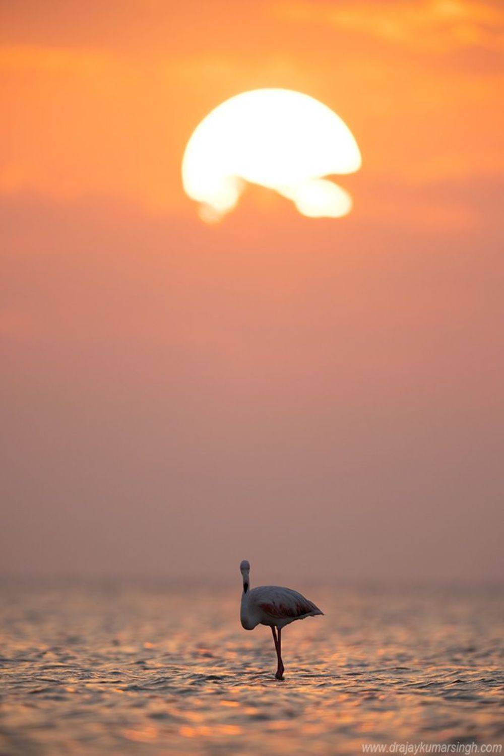 Greater flamingos sunrise, Dr Ajay Kumar Singh