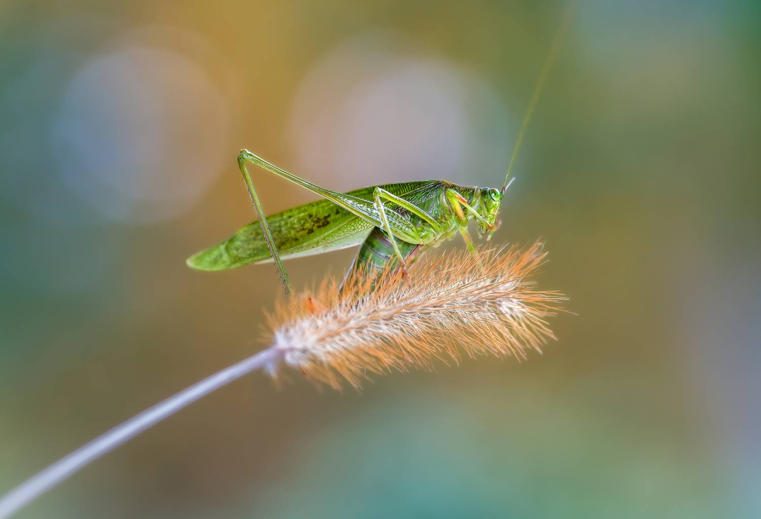 insect, hopper, grasshopper, grasshoppers, beetle, bug, bugs, leaf, grass, macro, spring, love,, Atul Saluja