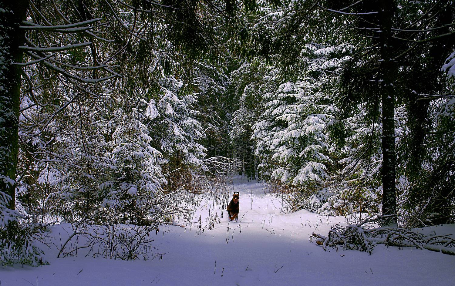 зима., sasha yudin