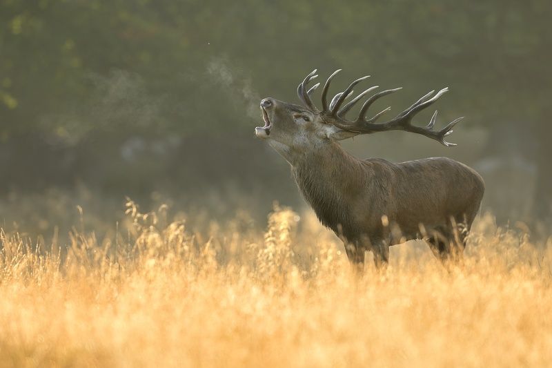 wildlife, nature, deer, king, In The Golden Hour фото превью