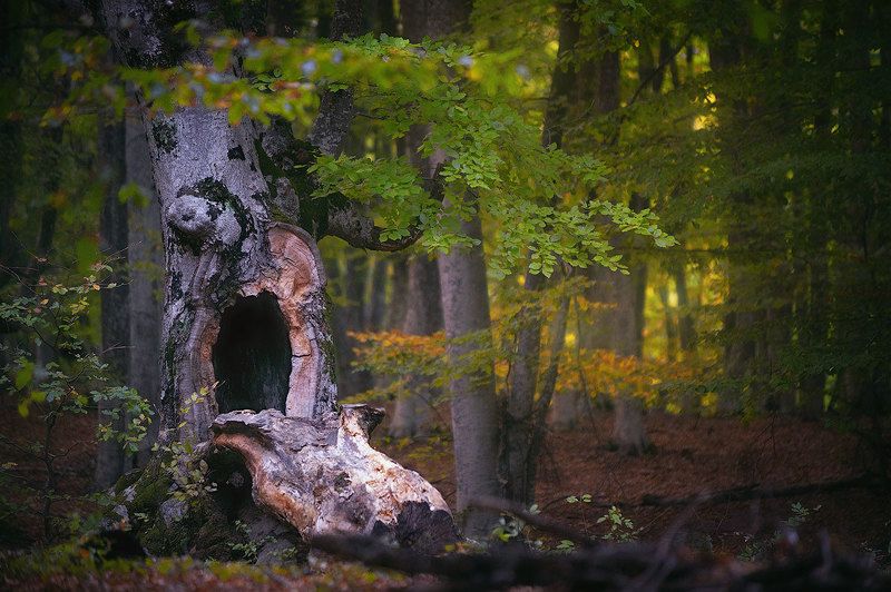 лес, дерево, деревья, буки, крым, леса крыма, лес крыма Дух леса: страх фото превью