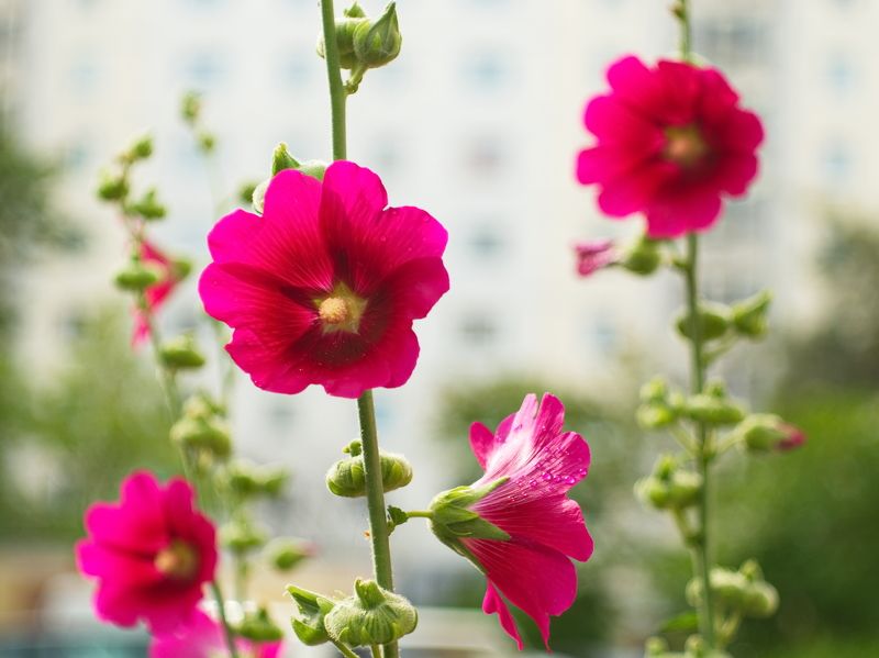 Прекрасное - рядом фото превью