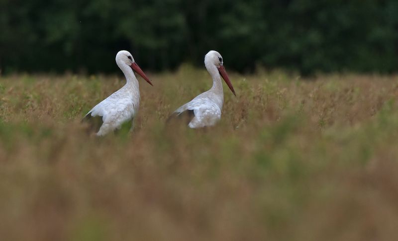 ... фото превью