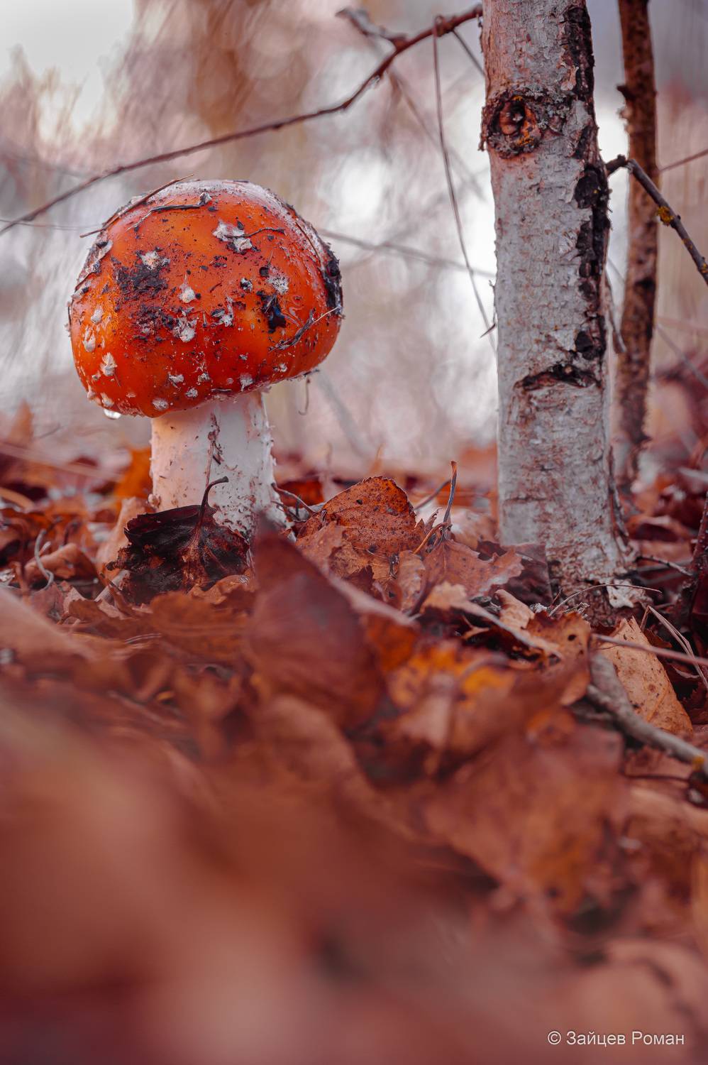 , Зайцев Роман