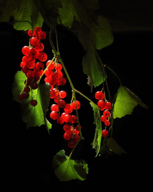 ягоды, смородина, дача, сад, витамины, Из серии - \