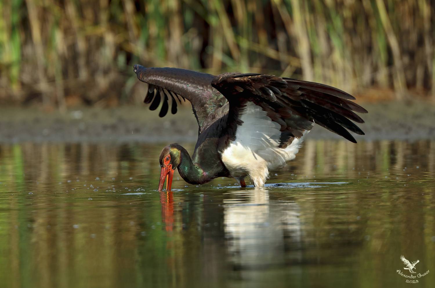 чёрный аист, Гусар Александр