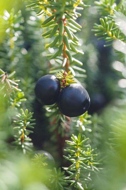 Шикша фото превью