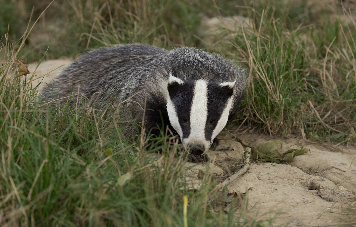 badger, animals, nature, wildlife, canon, MARIA KULA