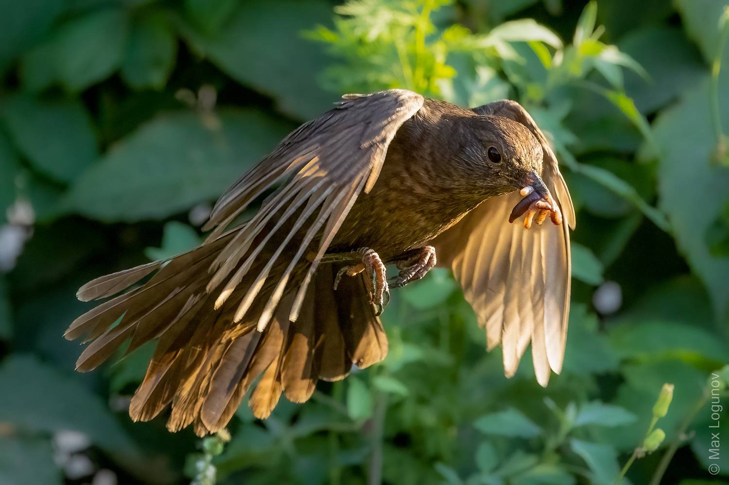 , Логунов Максим