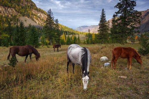 Алтайское утро