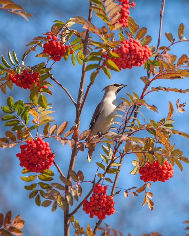 Прилетели свиристели фото превью