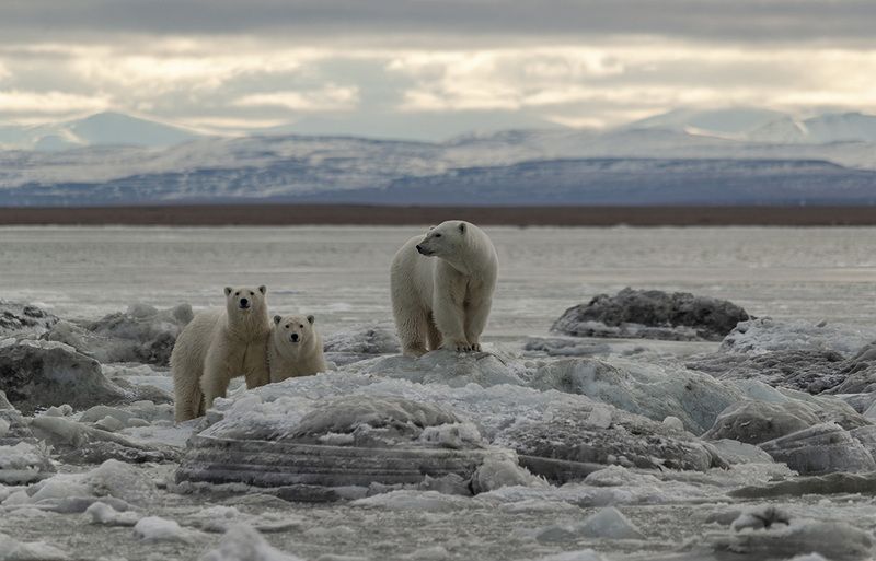 Семейство... фото превью