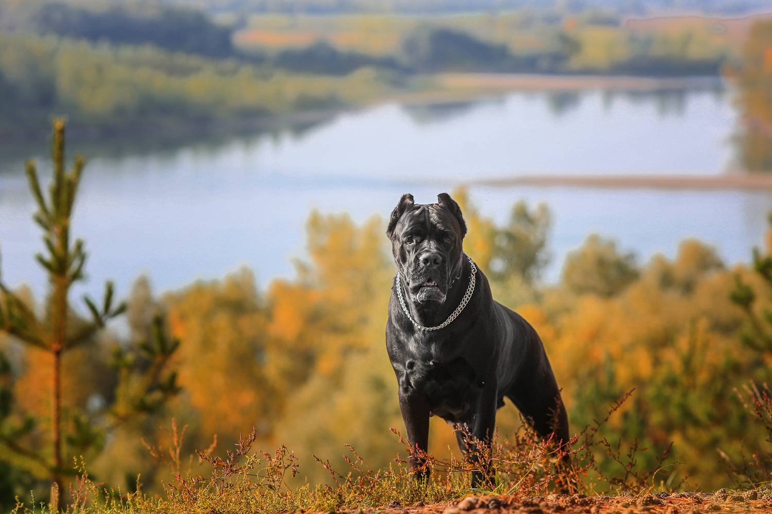 , Андрей Ершов