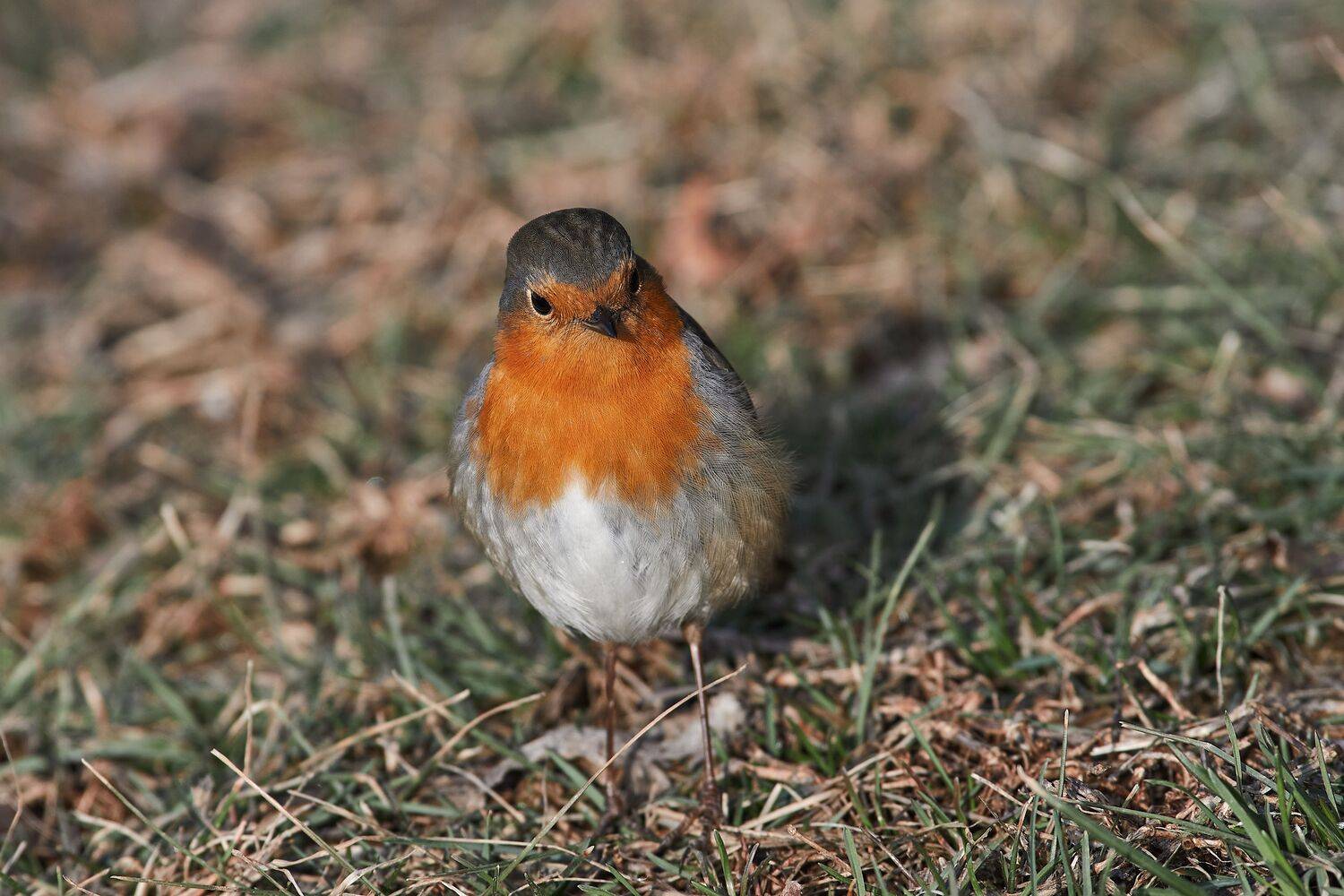 volgogad, russia, wildlife, bird, birds, birdswatching, volgograd, russia, wildlife, Erithacus rubecula,, Сторчилов Павел