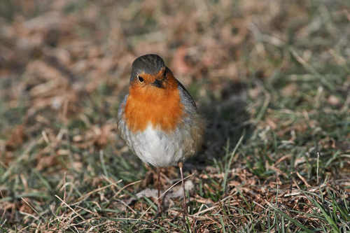 Erithacus rubecula