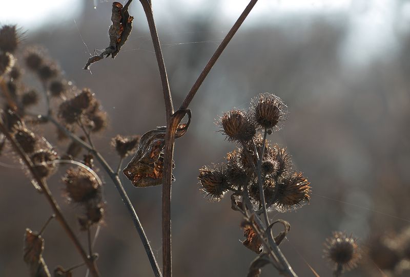 осень Октябрь фото превью