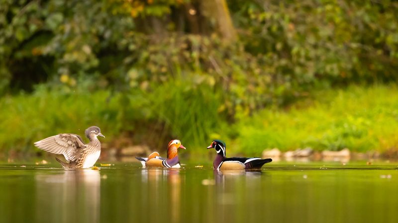 Ducks фото превью