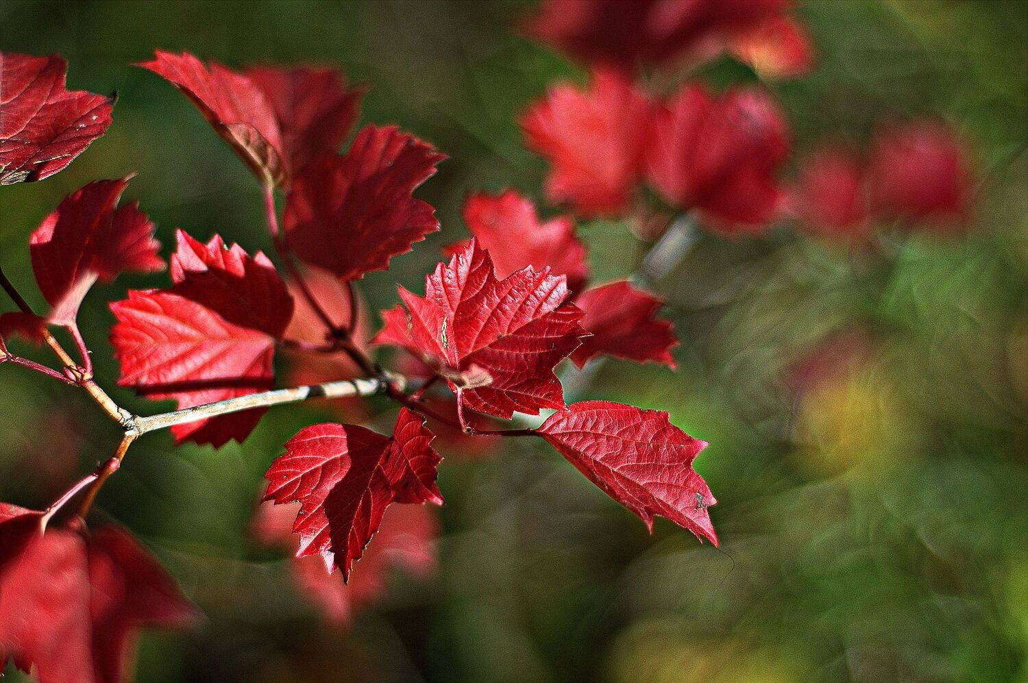 , Николаев Владимир
