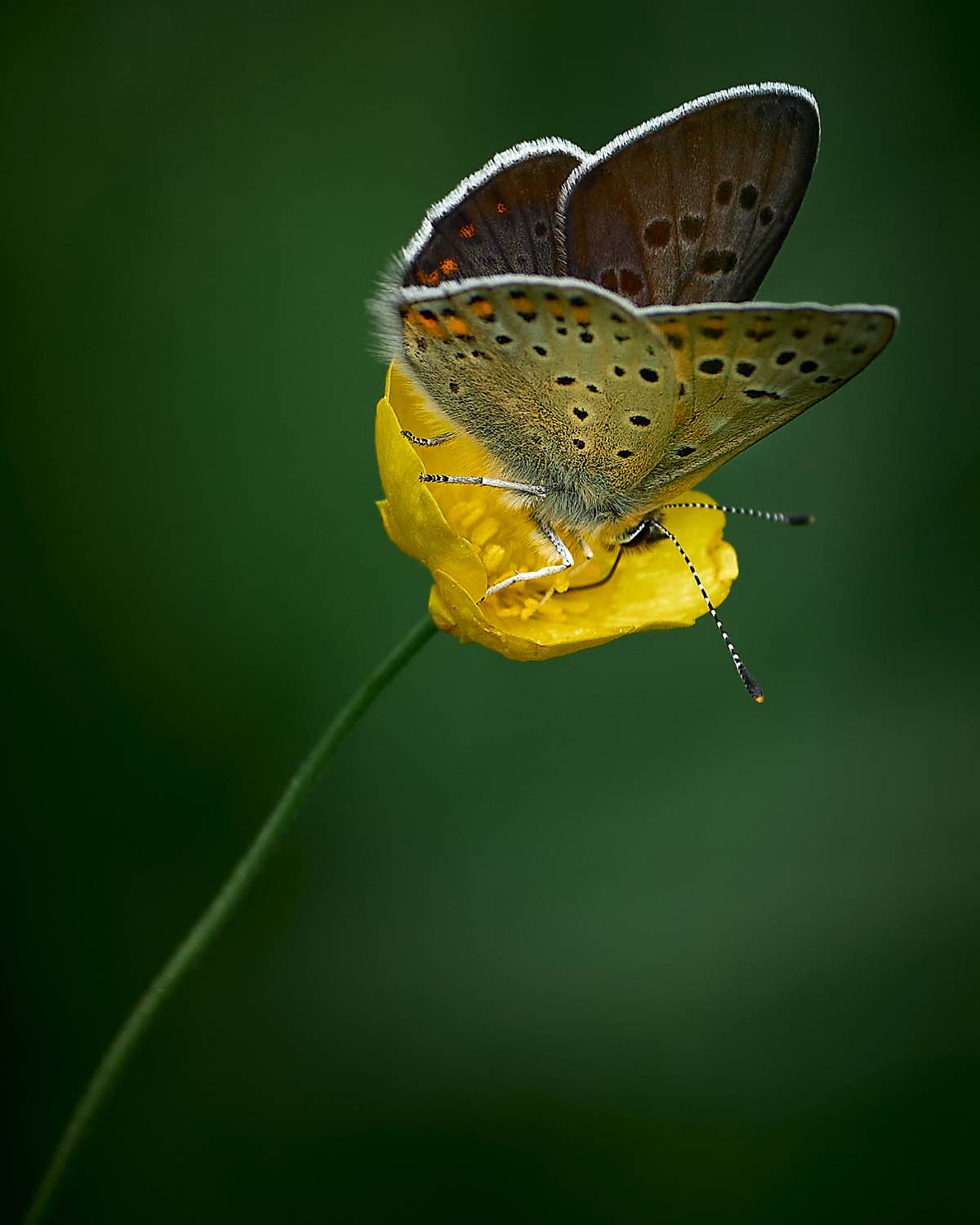 , Сергей Кот