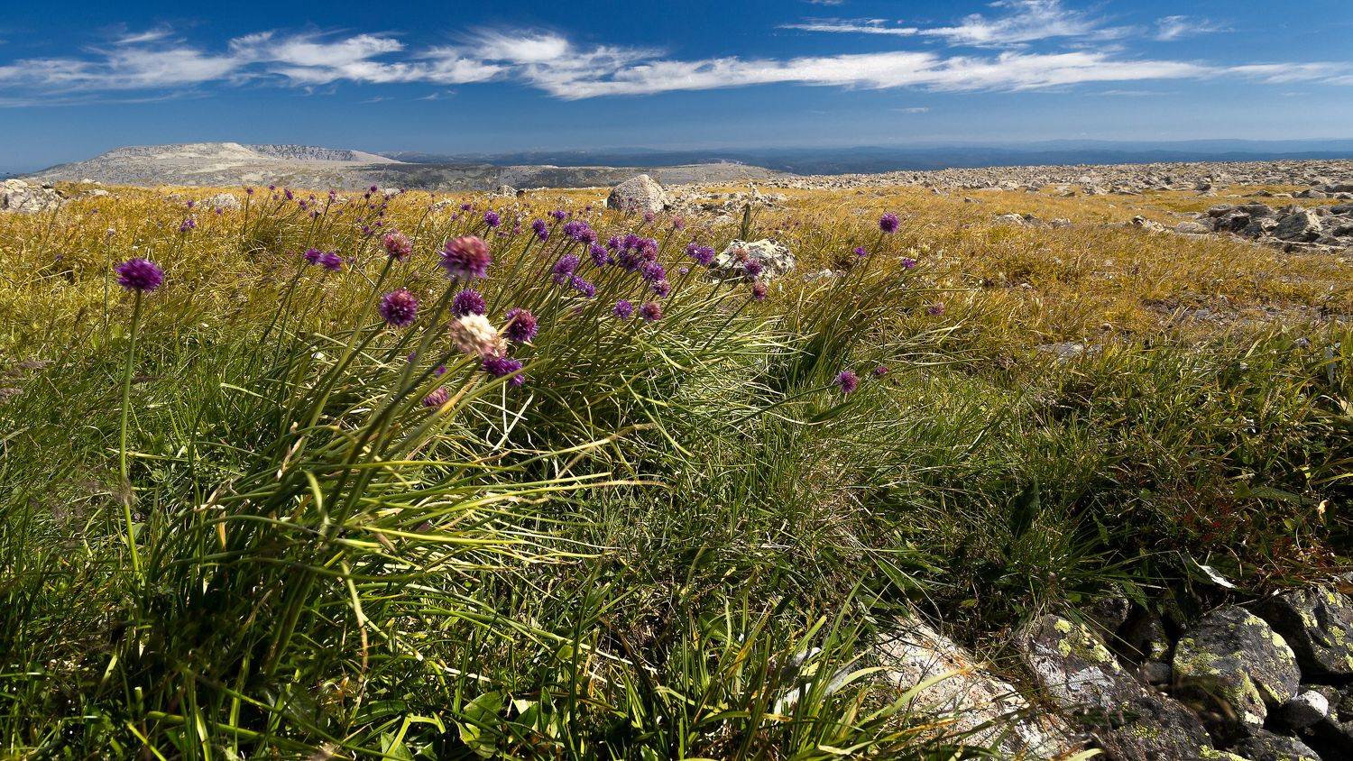 Трава Цветы Высокогорная тундра Альпийские луга, Андреев Сергей