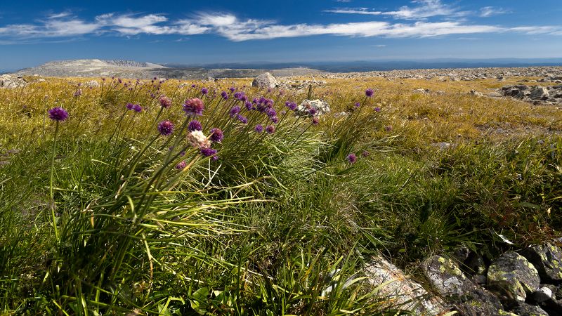 Трава Цветы Высокогорная тундра Альпийские луга Высокогорная тундра фото превью