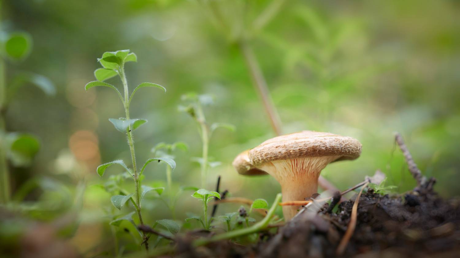 гриб, лес, Валерий Вождаев