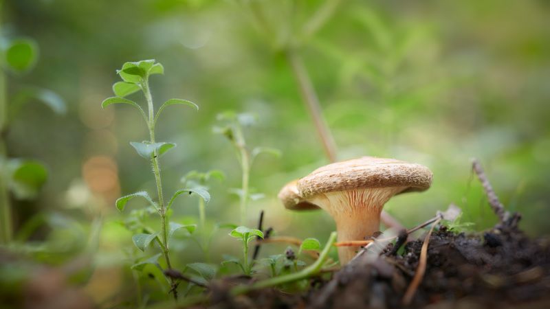 Грибок фото превью