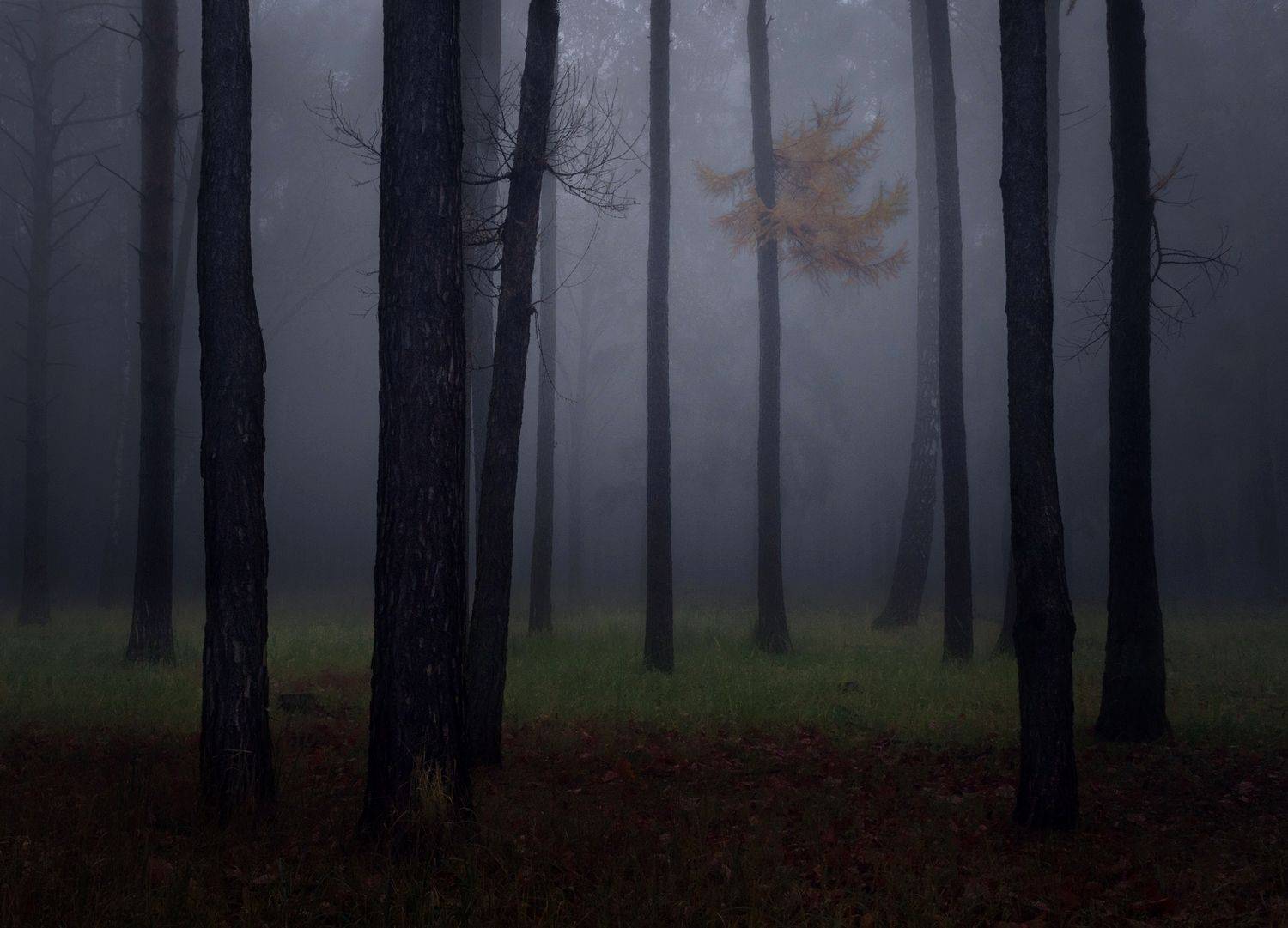 лес, свет, утро, природа, Баранов Олег