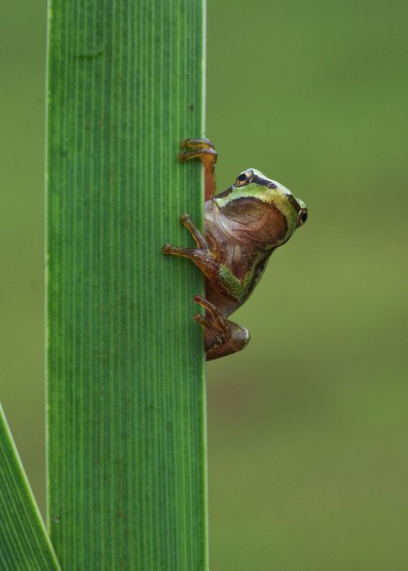 Le Frog фото превью