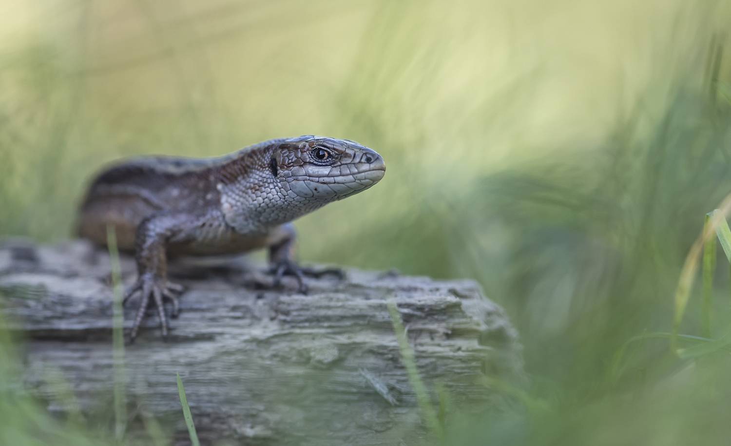 , Макеев Алексей