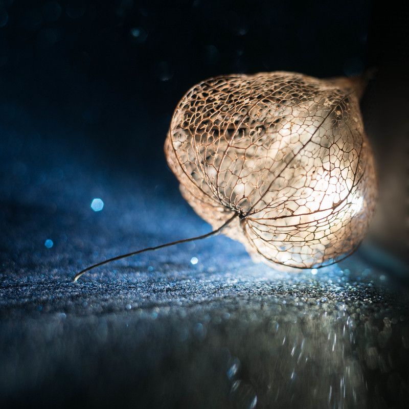 Кружево физалиса фото превью