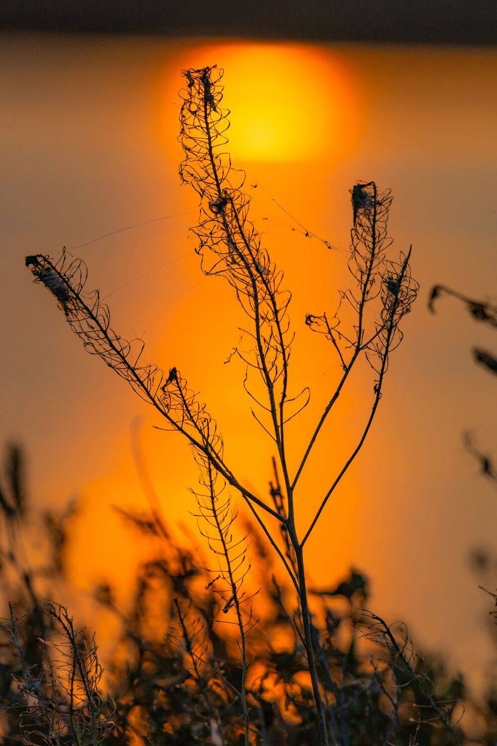 , Подосинников Максим