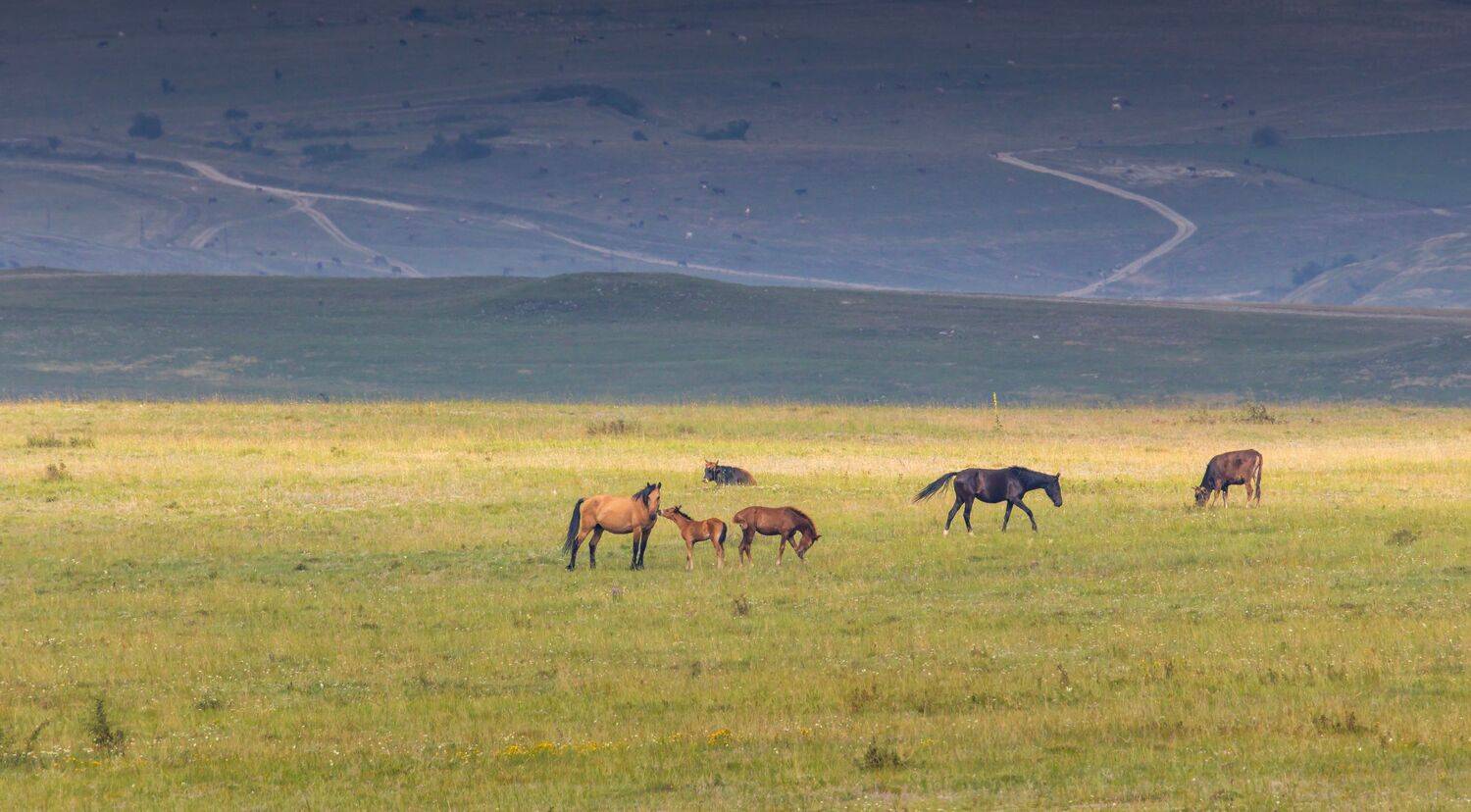 дагестан, природа, северный кавказ, лошади, Подосинников Максим