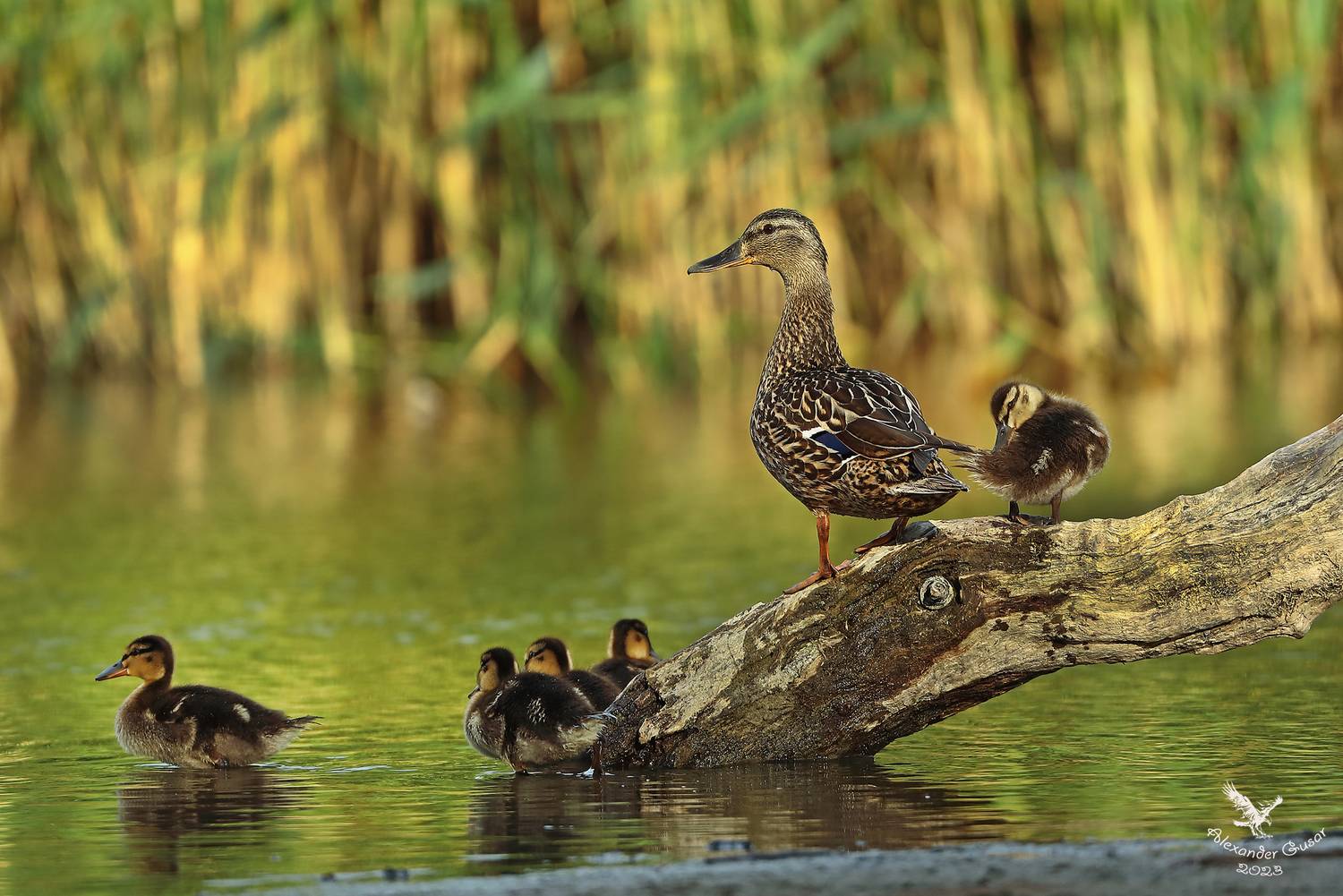 , Гусар Александр