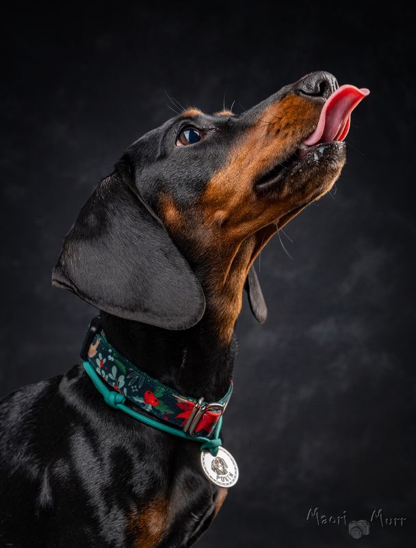 собака, такса, зоо фото, портрет собаки Такса Рокси фото превью