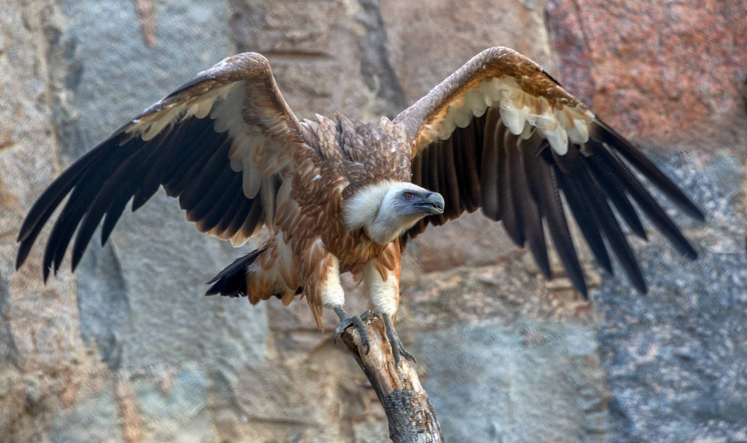 орёл, Сергей Аникин