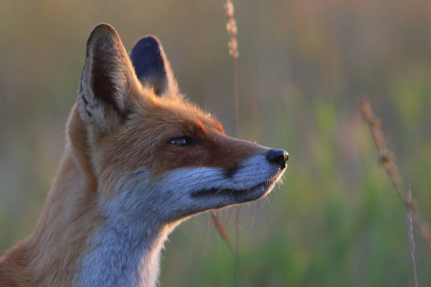 животные, млекопитающие, звери, лисица, дикая природа, природа, анималистика, самарская область, Владимир Шебаршенко