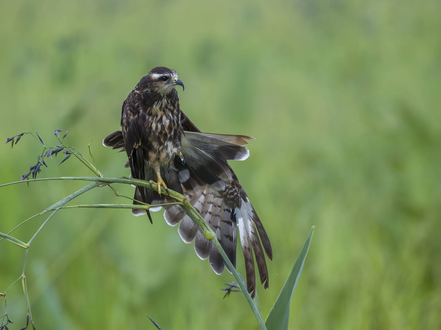, Burgalin Sequeira Fernando