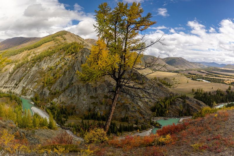 altay, nature, tree, mountains, алтай, russia Алтайская лиственница фото превью