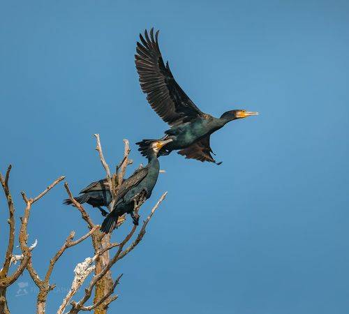 Птицы в заповеднике