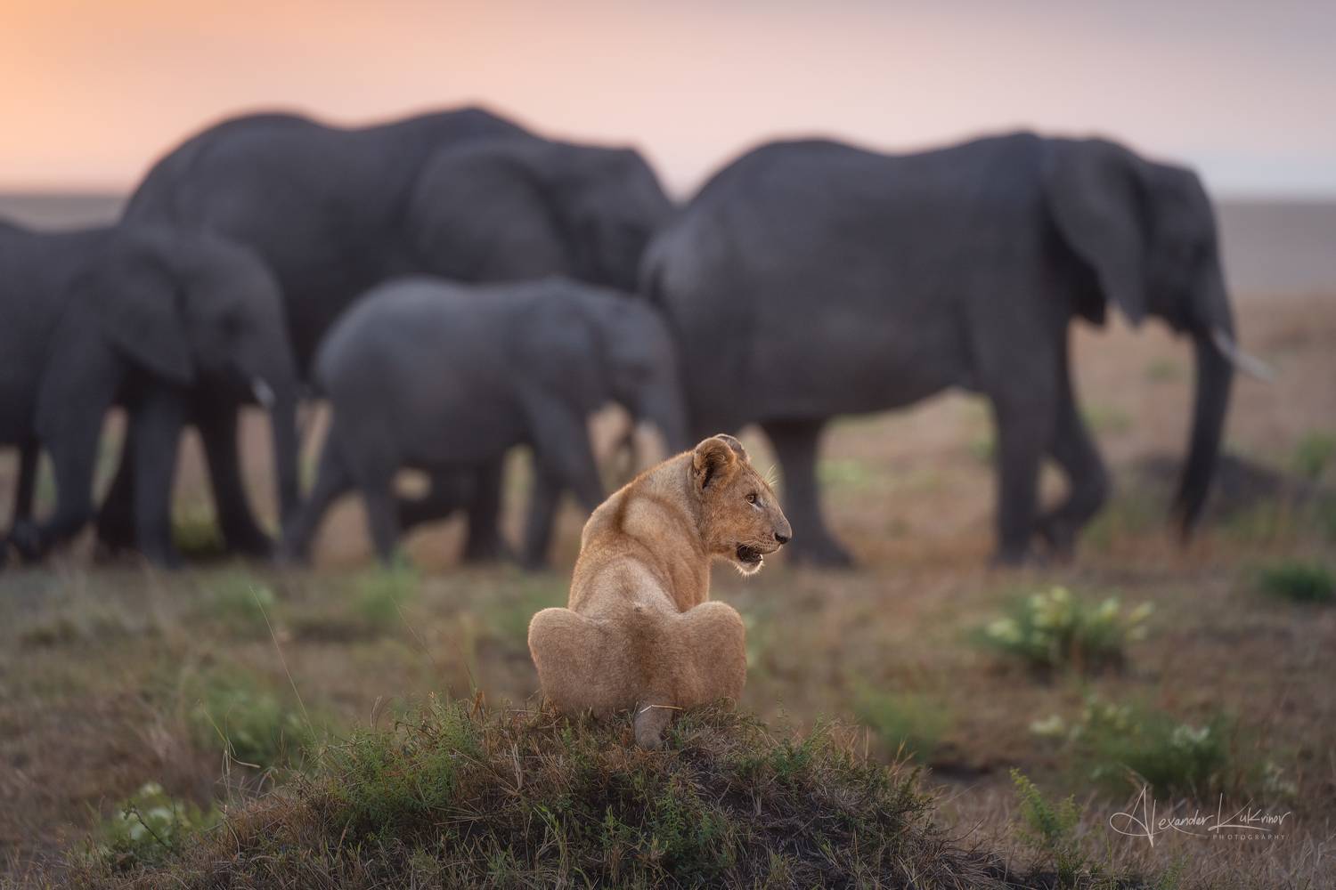кения,сафари,львица,львы,слоны,утро,рассвет, Александр Кукринов