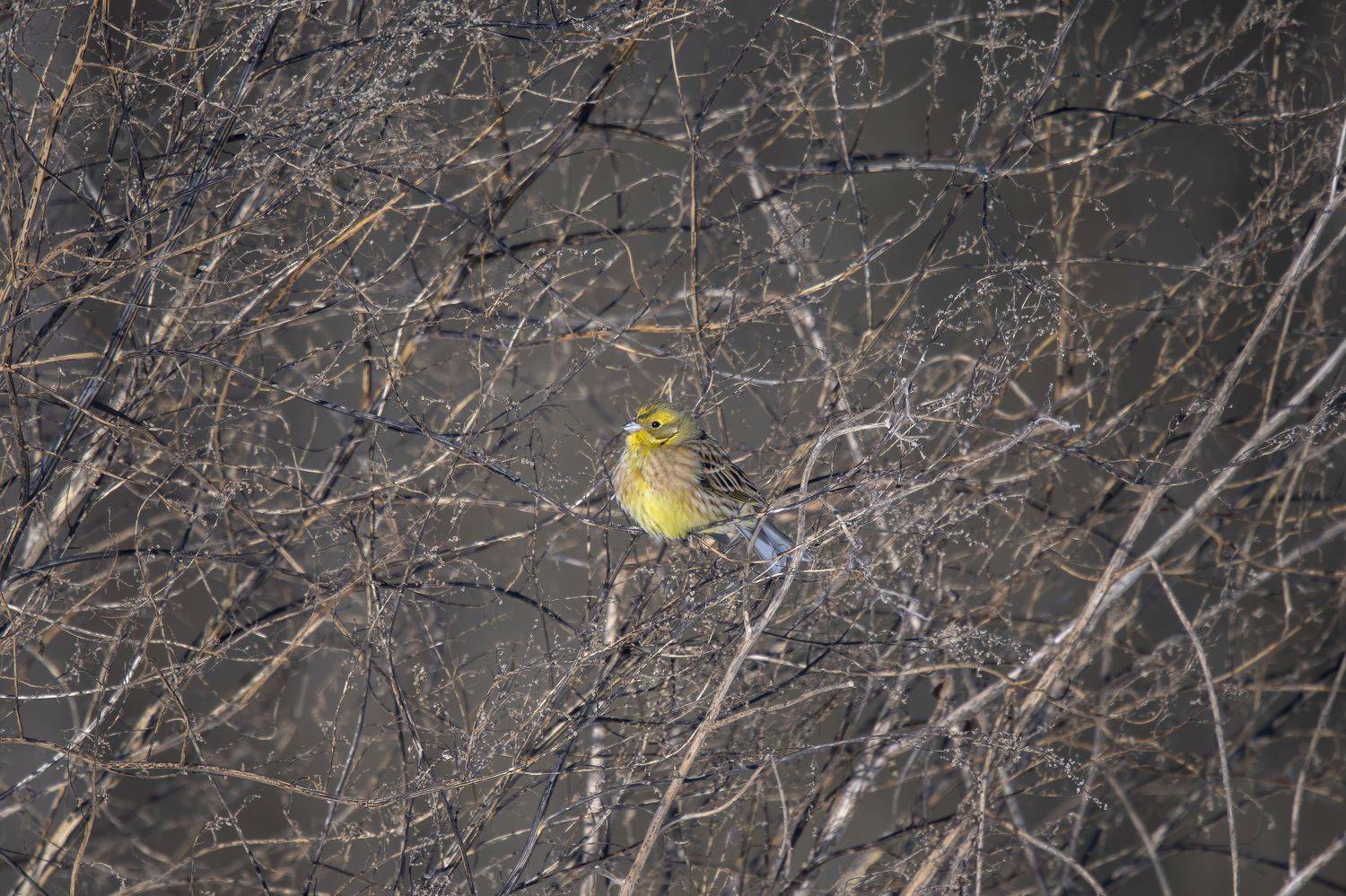 овсянка, Калиногорский Юрий