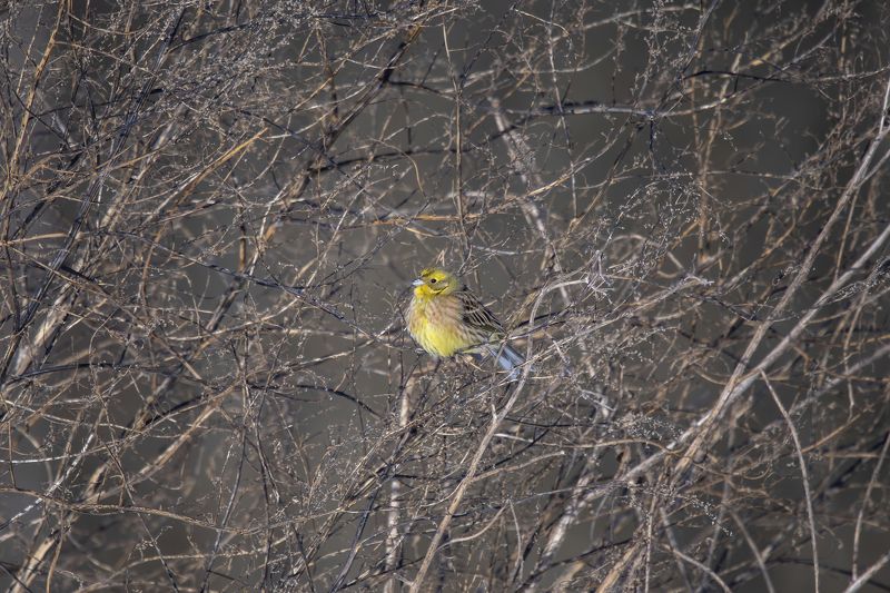 овсянка Овсянка Поллока фото превью