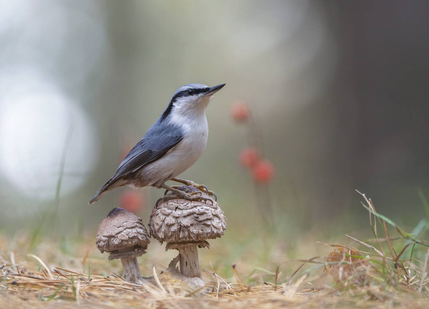 птицы,природа, осень, Андрей Киселёв
