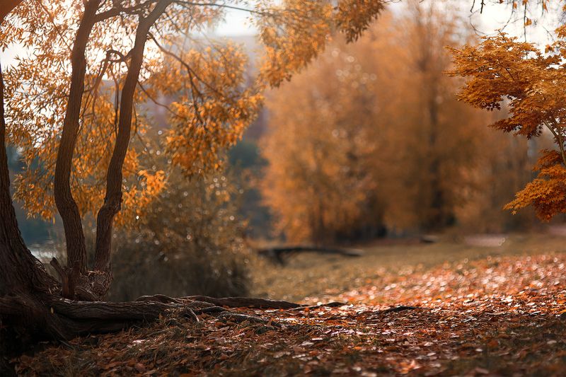 Осень... фото превью