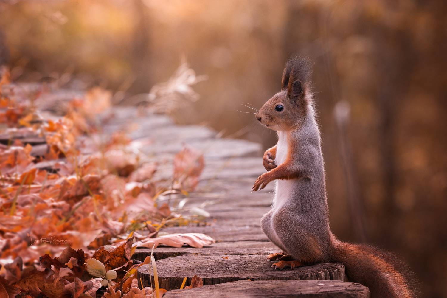 природа, лес, поля, огороды, животные, птицы, макро, Посевич Дмитрий